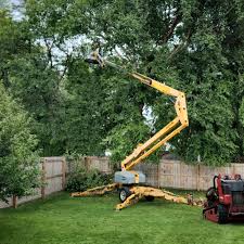 Best Tree Disease Treatment  in Suitland, MD