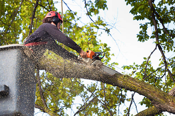 Best Palm Tree Trimming  in Suitland, MD